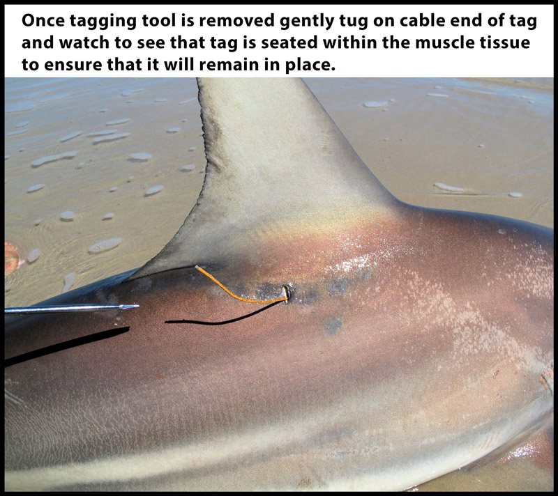 Tagging Instructions